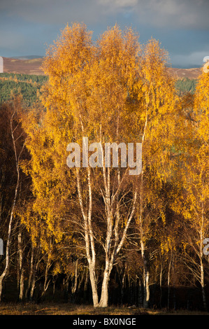 Silver Birch Trees in autumn colors. Banque D'Images