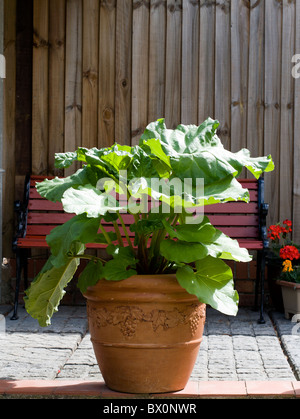 De plus en plus de RHUBARBE DANS UN POT Banque D'Images