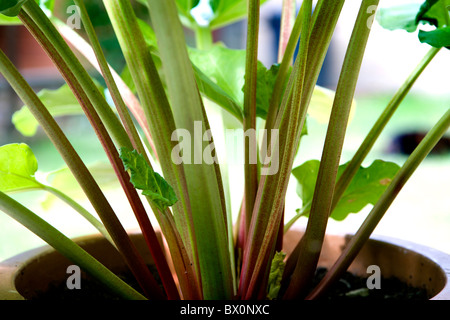 De plus en plus de RHUBARBE DANS UN POT Banque D'Images