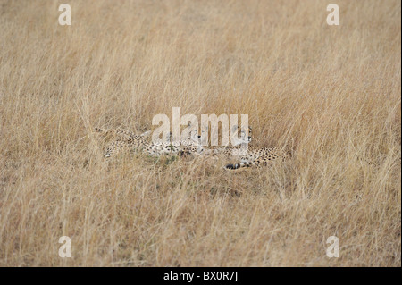 Le Guépard (Acinonyx jubatus) Les "trois frères" se reposant dans l'herbe haute - Maasai Mara - Kenya Banque D'Images