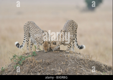 Le Guépard (Acinonyx jubatus) deux des "trois frères" d'essence sur une termitière - Maasai Mara - Kenya Banque D'Images