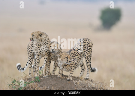Le Guépard (Acinonyx jubatus) Les trois frères' debout sur une termitière - Maasai Mara - Kenya Banque D'Images