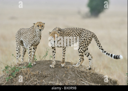 Le Guépard (Acinonyx jubatus) deux des trois frères' debout sur une termitière - Maasai Mara - Kenya Banque D'Images