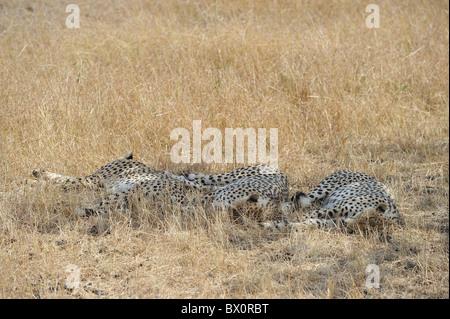 Le Guépard (Acinonyx jubatus) Les "trois frères" dormant dans l'ombre dans la chaleur de la journée - Maasai Mara - Kenya Banque D'Images