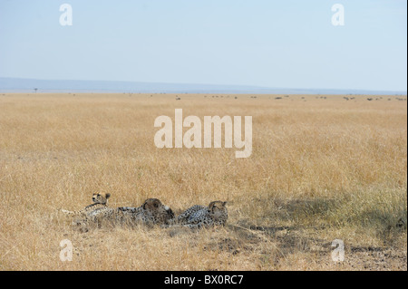 Le Guépard (Acinonyx jubatus) Les "trois frères" dormant dans l'ombre dans la chaleur de la journée - Maasai Mara - Kenya Banque D'Images