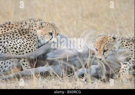 Le Guépard (Acinonyx jubatus) Les "trois frères" de tuer leurs proies, un gnou - Maasai Mara - Kenya Banque D'Images