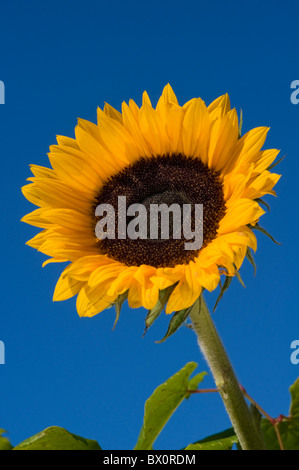 Un tournesol contraste avec un ciel bleu profond Banque D'Images