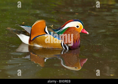 Canard Mandarin ( Aix galericulata ) Banque D'Images