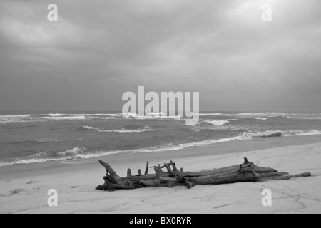 Mer agitée sombre ciel golfe du Mexique plage de sable avec de grands arbres du bois des débris sur le sable blanc le noir et blanc Banque D'Images