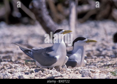 La sterne huppée Tetiaroa Polynésie Française seabird Banque D'Images