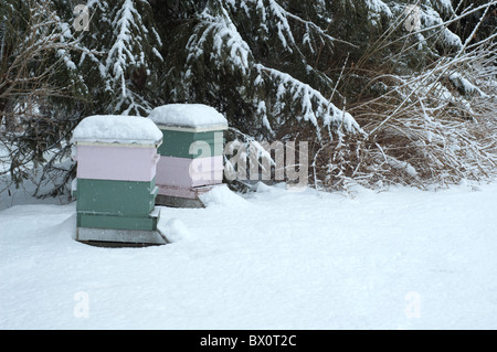 Ruches dans la neige Banque D'Images