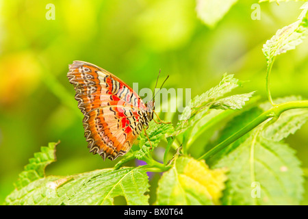 La chrysope (Cethosia biblis rouge) Banque D'Images