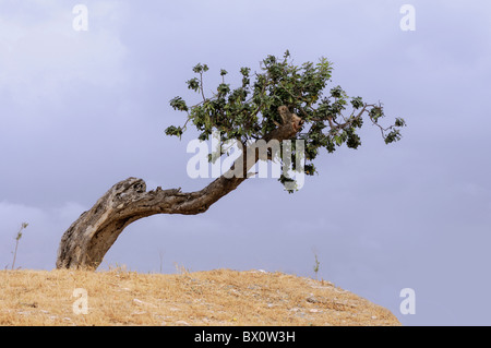 Caroubier crooked unique sur une colline au-dessus en cas de tempête. Chypre Banque D'Images