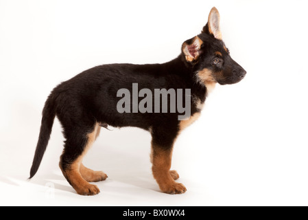 Un berger allemand de 11 semaines chiot chien debout Banque D'Images