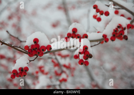 Arbre d'aubépine ; fruits rouges couvertes de neige. Banque D'Images