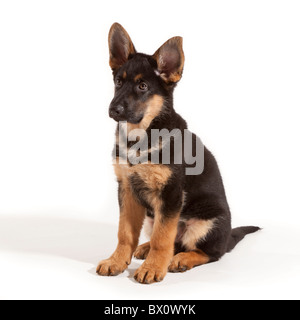Un berger allemand de 11 semaines chiot chien assis Banque D'Images