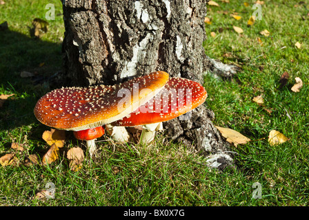 Agaric Fly champignons (Amanita muscaria) au début de soleil du matin. Banque D'Images