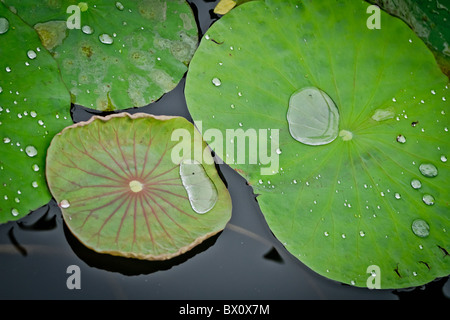 Feuilles de nénuphar Banque D'Images