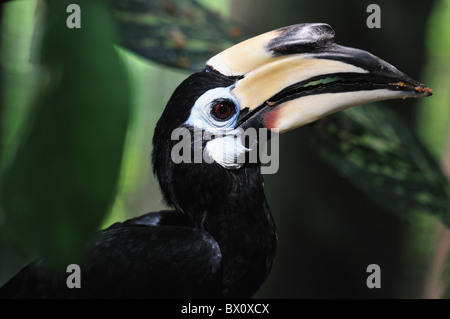 Pied Hornbill Anthracoceros albirostris oriental. Famille Bucerotidae. Il est constaté en Asie de l'Est. Banque D'Images