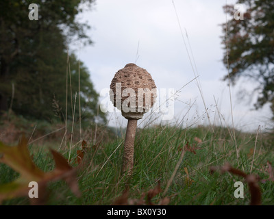 De plus en plus de champignons parasol à Richmond Park, Londres, Angleterre Banque D'Images