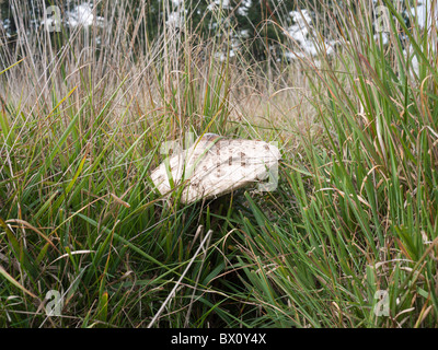 De plus en plus de champignons parasol à Richmond Park, Londres, Angleterre Banque D'Images
