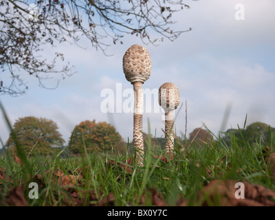 De plus en plus de champignons parasol à Richmond Park, Londres, Angleterre Banque D'Images