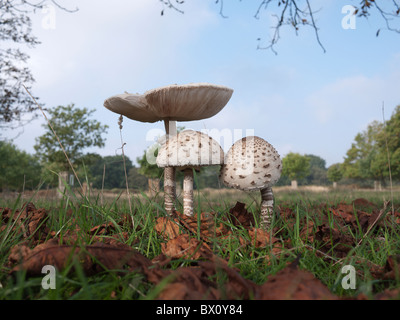 De plus en plus de champignons parasol à Richmond Park, Londres, Angleterre Banque D'Images