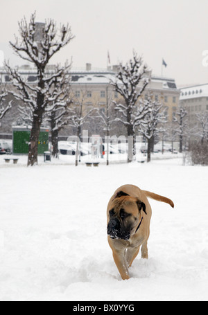 Chien de Mastiff Bull jouent dans la neige Banque D'Images