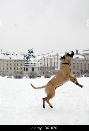 Chien de Mastiff Bull jumping in snow Banque D'Images