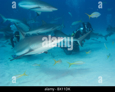 Les requins de récif des Caraïbes, Nassau, Bahamas Banque D'Images