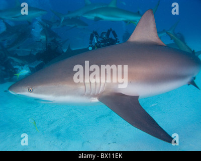 Les requins de récif des Caraïbes, Nassau, Bahamas Banque D'Images