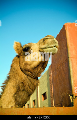 Close up de la tête d'un jeune à la recherche d'un chameau camel farm dans Bikaner, Rajasthan, India Banque D'Images