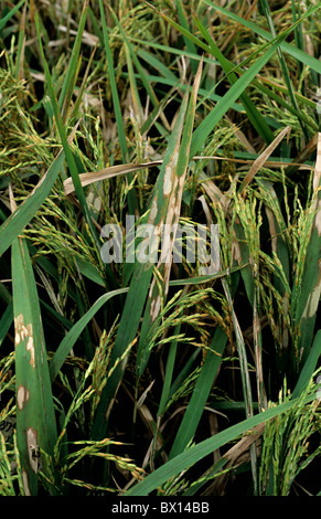 La brûlure de la gaine (Rhizoctonia slani) infection sur la récolte de riz, Philippines Banque D'Images