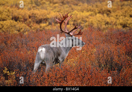 Alaska animal animaux automne bois sanglant Caribou mâle Denali National Park dans la toundra de l'été indien mal Banque D'Images