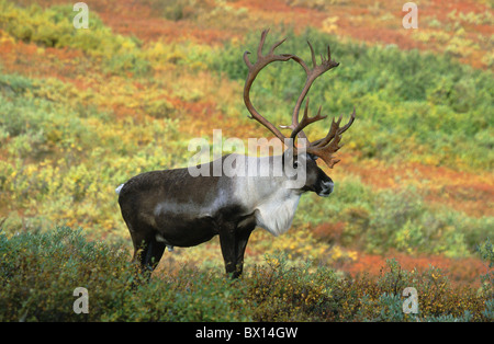 Alaska animal animaux bois automne big Caribou mâle Denali National Park grand dans la toundra de l'Été Indien Banque D'Images