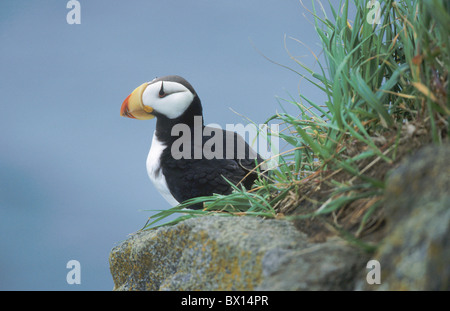 Alaska animal animaux oiseaux oiseaux coast Fratercula corniculata Macareux cornu pierre Hornlund sur un portrai Banque D'Images