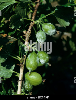 L'oïdium (Podosphaera américain mors-seac) infection sur fruits Groseille Banque D'Images