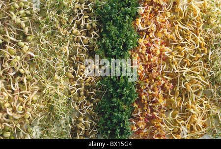 Assortiment de luzerne Fenugrec différents Cresson Ciboulette Haricots Nourriture Frais sain Herbes Herbes Lentilles Ingrédients Banque D'Images