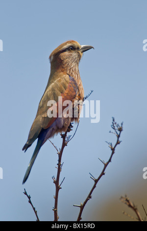 Portrait d'un rouleau violet (Coracias naevia) sur une branche. La photo a été prise dans le parc national Kruger, Afrique du Sud. Banque D'Images