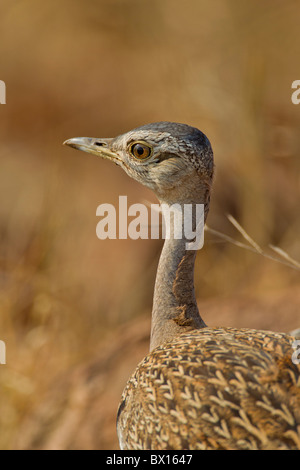 Portrait of a black korhaan (eupodotis afra) dans le bush. La photo a été prise dans le parc national Kruger, Afrique du Sud. Banque D'Images