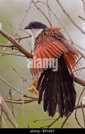 Portrait d'une (Centropus coucal de Burchell burchelli) sur une branche. La photo a été prise dans le parc national Kruger, Afrique du Sud. Banque D'Images