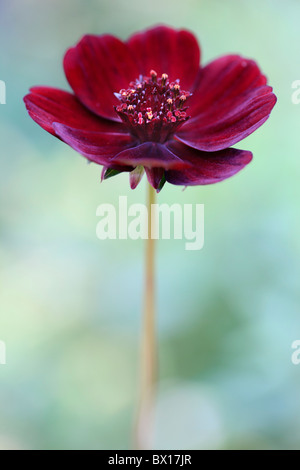 Cosmos atrosanguineus "cosmos chocolat" Banque D'Images