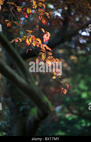 Patch de la lumière du soleil en automne brillant forestiers sur une branche de Prunus cerasifera 'Pissardii' Banque D'Images