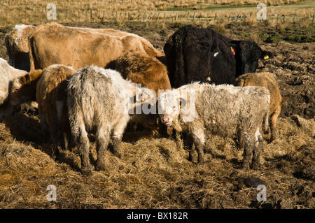 dh bovins bovins bovins de boucherie de la colline du Royaume-Uni vaches agricoles mangeant du fourrage d'hiver Banque D'Images