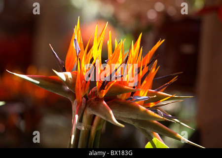 Des fleurs fraîches pour la vente du marché de Funchal Madeira 'oiseau de paradis' Strelitzia reginae Banque D'Images