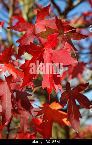 L'automne les feuilles rouges de liquidambar copalme d'Orient - Banque D'Images