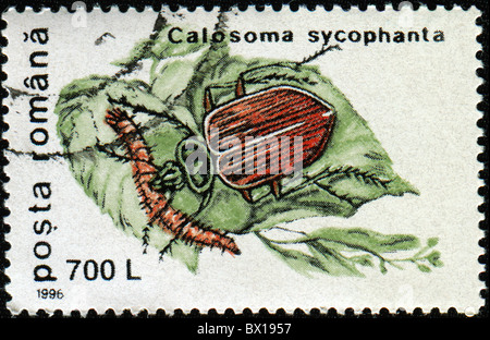 Roumanie - circa 1996 : timbre imprimé en Roumanie montre caterpillar forêt bug hunter - Calosoma sycophanta, vers 1996 Banque D'Images