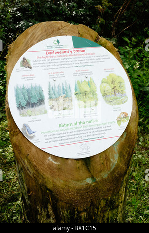 Signe de l'information de la Commission des forêts en forêts, expliquant le processus de suppression des plantations de conifères de forêts anciennes Banque D'Images