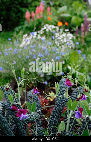 Lathyrus odoratus, Pois, 'Matucana' avec Brassica oleracea var. acephala, Kale, Nero di Toscana et Chalet jardin de fleurs. Banque D'Images