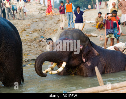 Les éléphants se baigner dans le fleuve Gandak durant la Sonepur mela colorés. Banque D'Images